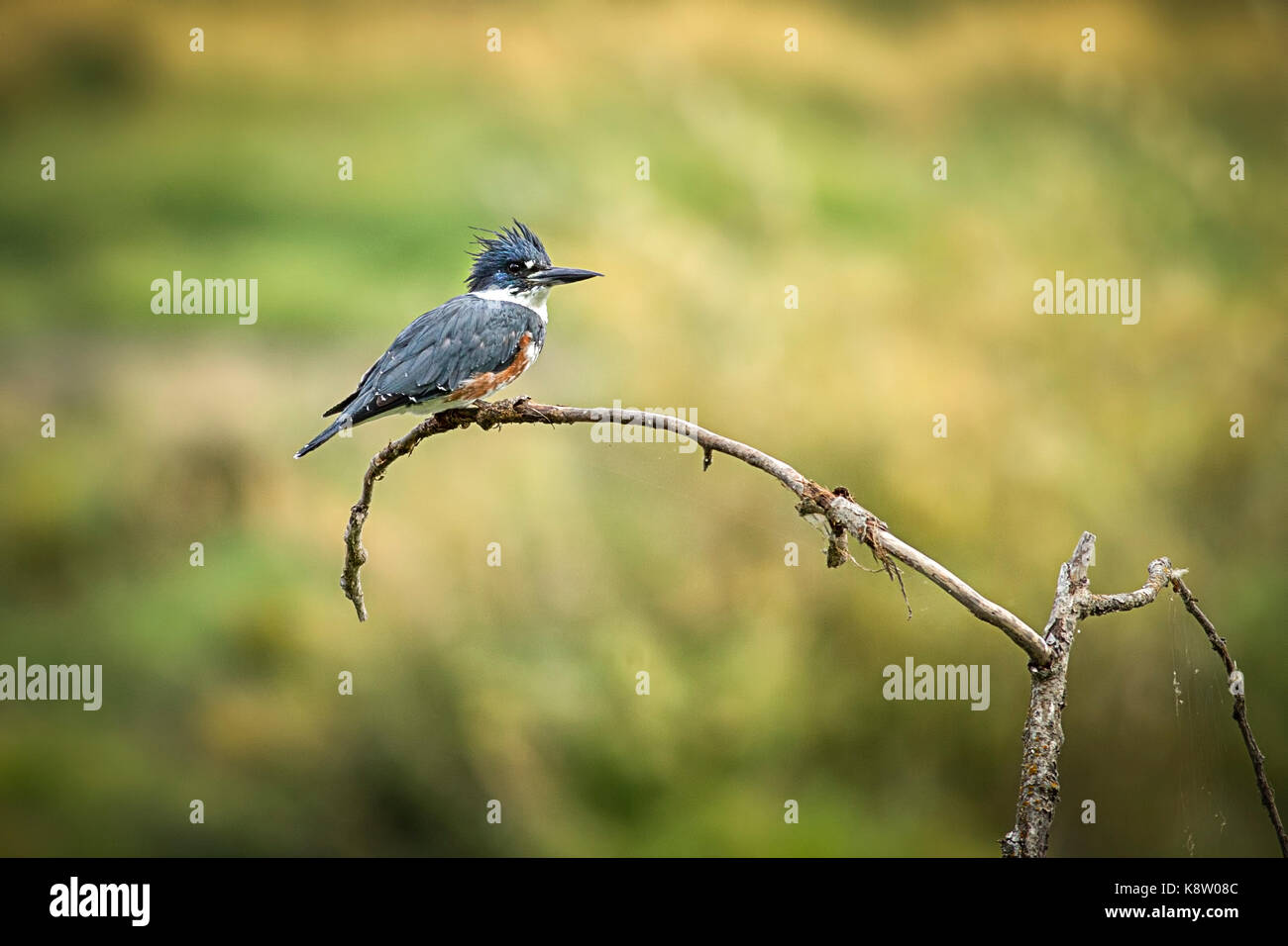 Un simpatico uccello kingfisher è appollaiato su un ramo vicino al lago di Hauser, Idaho. Foto Stock