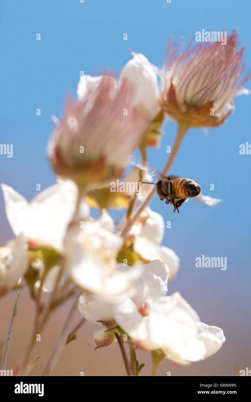 Bee e fioritura cliffrose, la grande scala - escalante monumento nazionale, utah.f Foto Stock