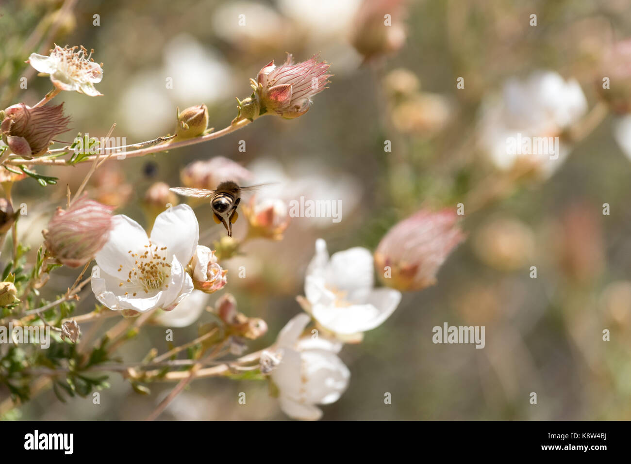 Bee e fioritura cliffrose, la grande scala - escalante monumento nazionale, utah.f Foto Stock