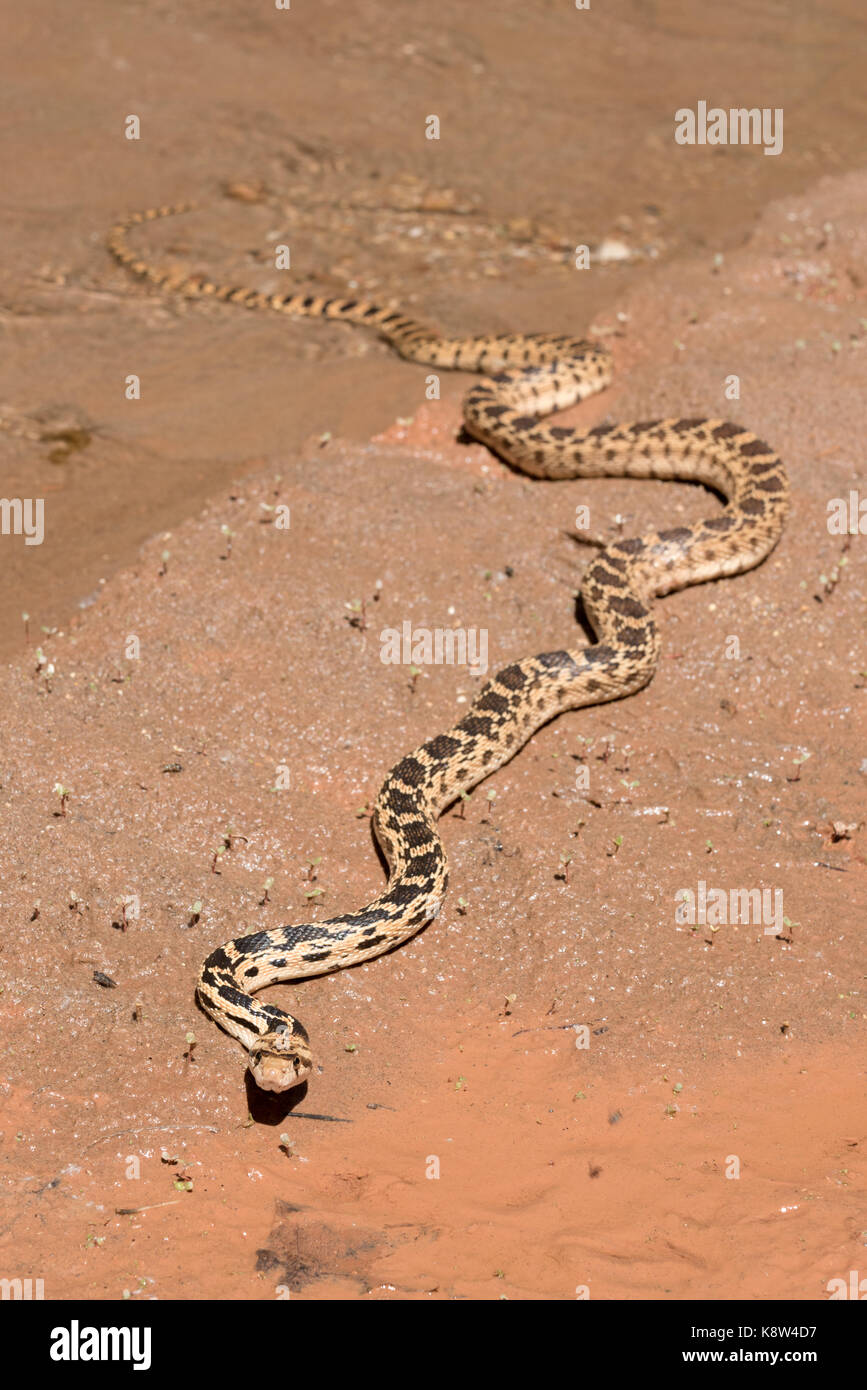 Grande bacino gopher snake (pituophis catenifer deserticola), la grande scala - escalante monumento nazionale, Utah. Foto Stock