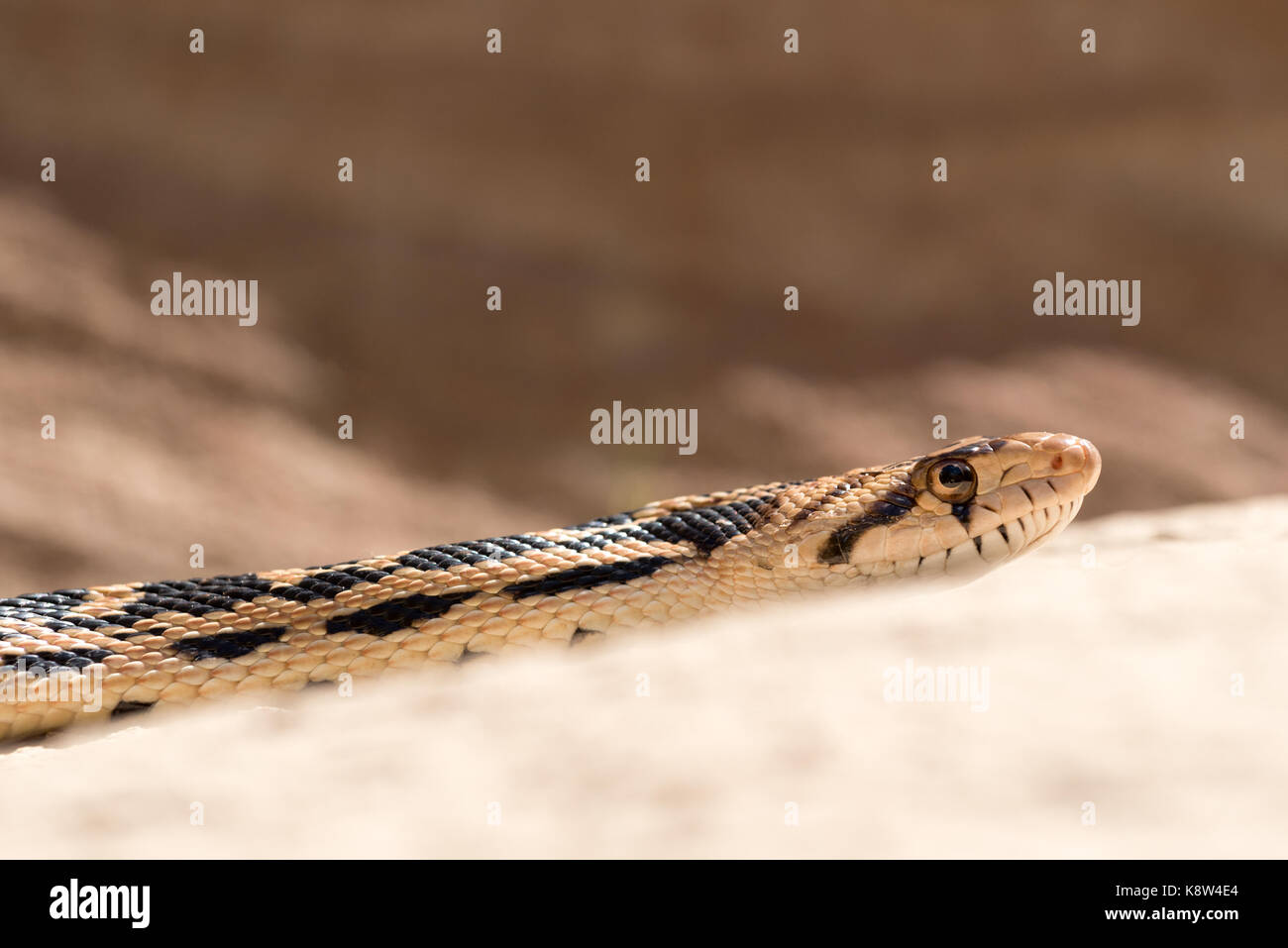 Grande bacino gopher snake (pituophis catenifer deserticola), la grande scala - escalante monumento nazionale, Utah. Foto Stock