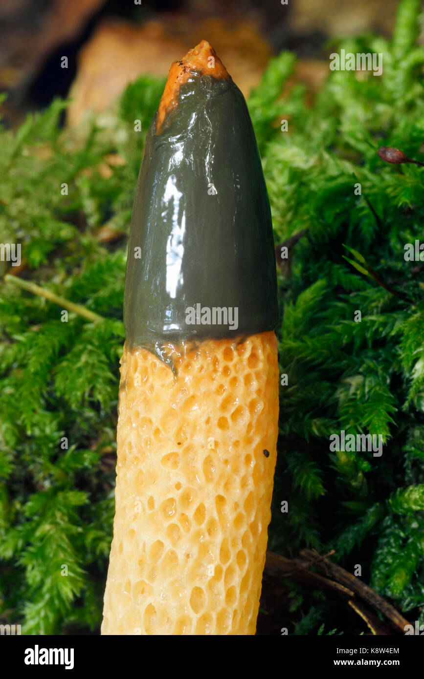 Cane stinkhorn - mutinus caninus closeup del tappo Foto Stock