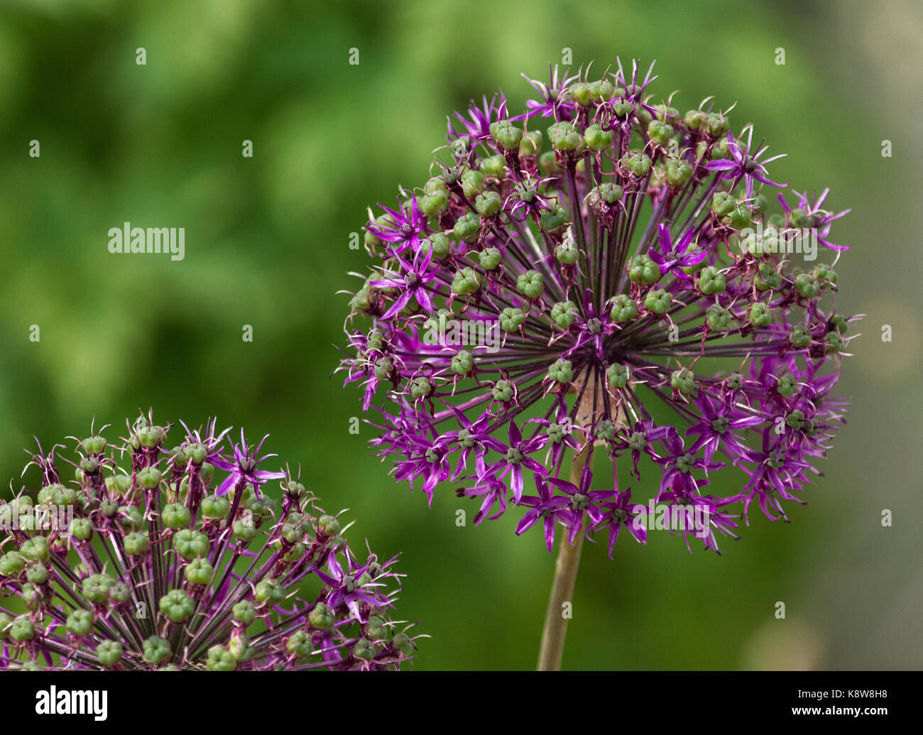 Un allium flower è la transizione da un fiore per seme. Foto Stock