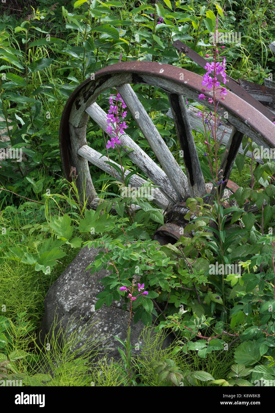 Un alterato e ruggine ruota del carro poggia tra fireweed e piante. Foto Stock