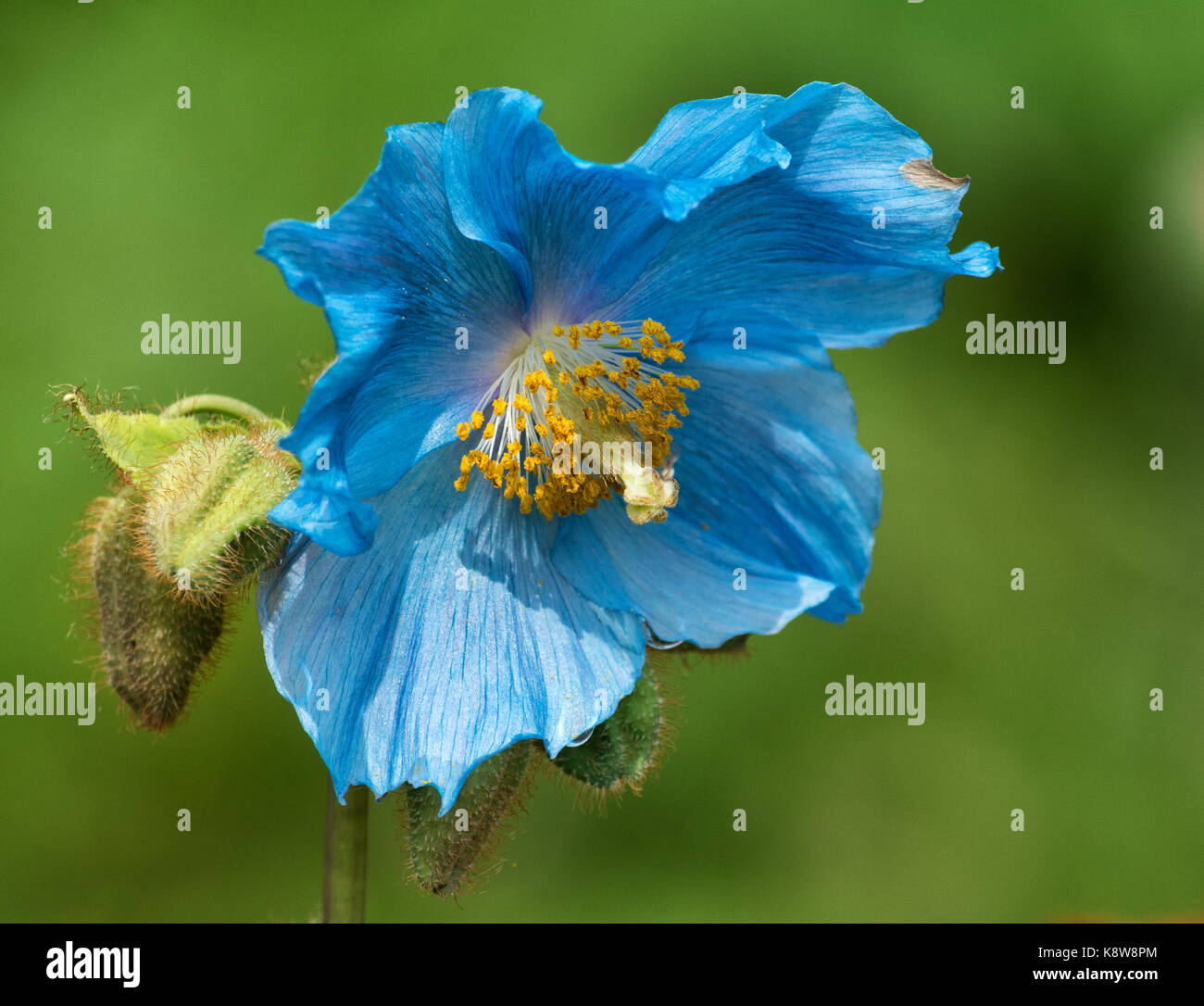 Un papavero blu apre la sua prima fioritura blu della stagione. Foto Stock