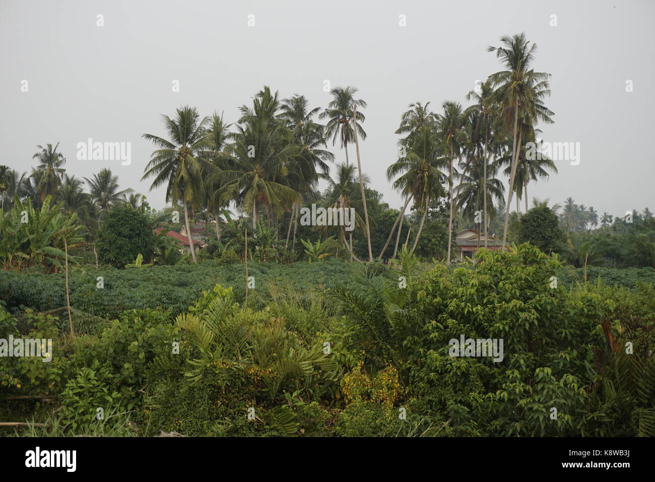 Alti alberi di noce di cocco in rurale della zona costiera della Malaysia Foto Stock