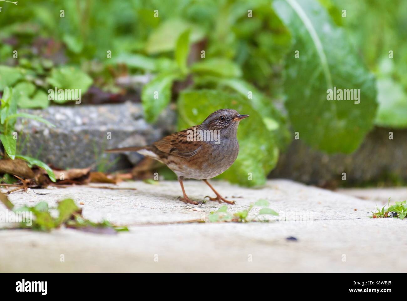 Hedge Sparrow (prunella modularis), stando in piedi sui rami Foto Stock