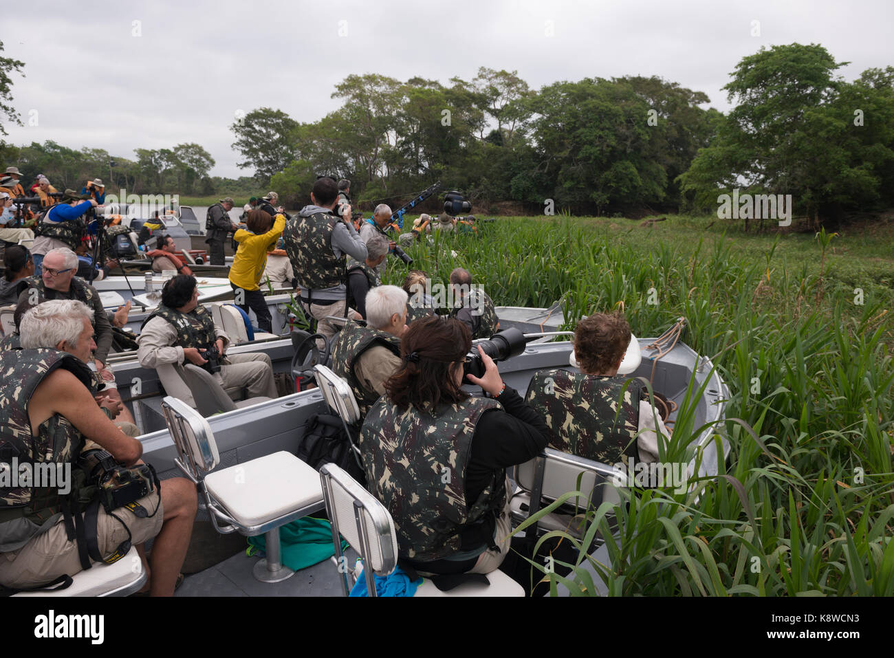 I turisti fotografare una Jaguar nel Pantanal del Nord, Brasile Foto Stock