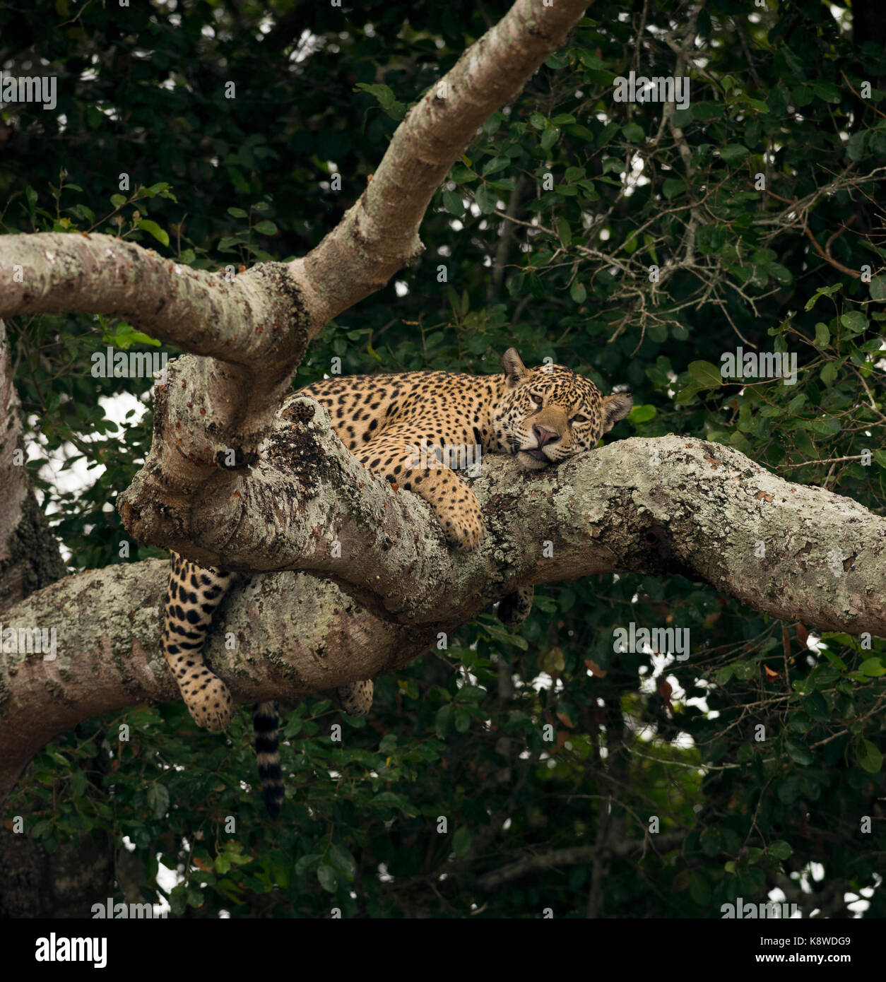 Una Jaguar dorme sul ramo di un albero nel Pantanal del Nord, Brasile Foto Stock
