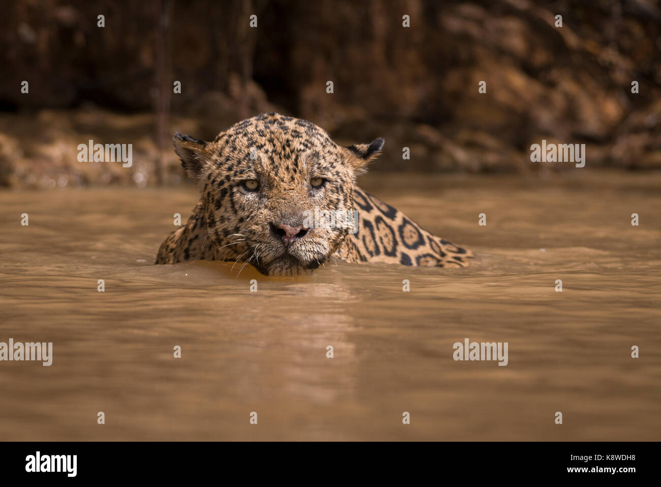 Una Jaguar nuota su un fiume nel Pantanal del Nord, Brasile Foto Stock
