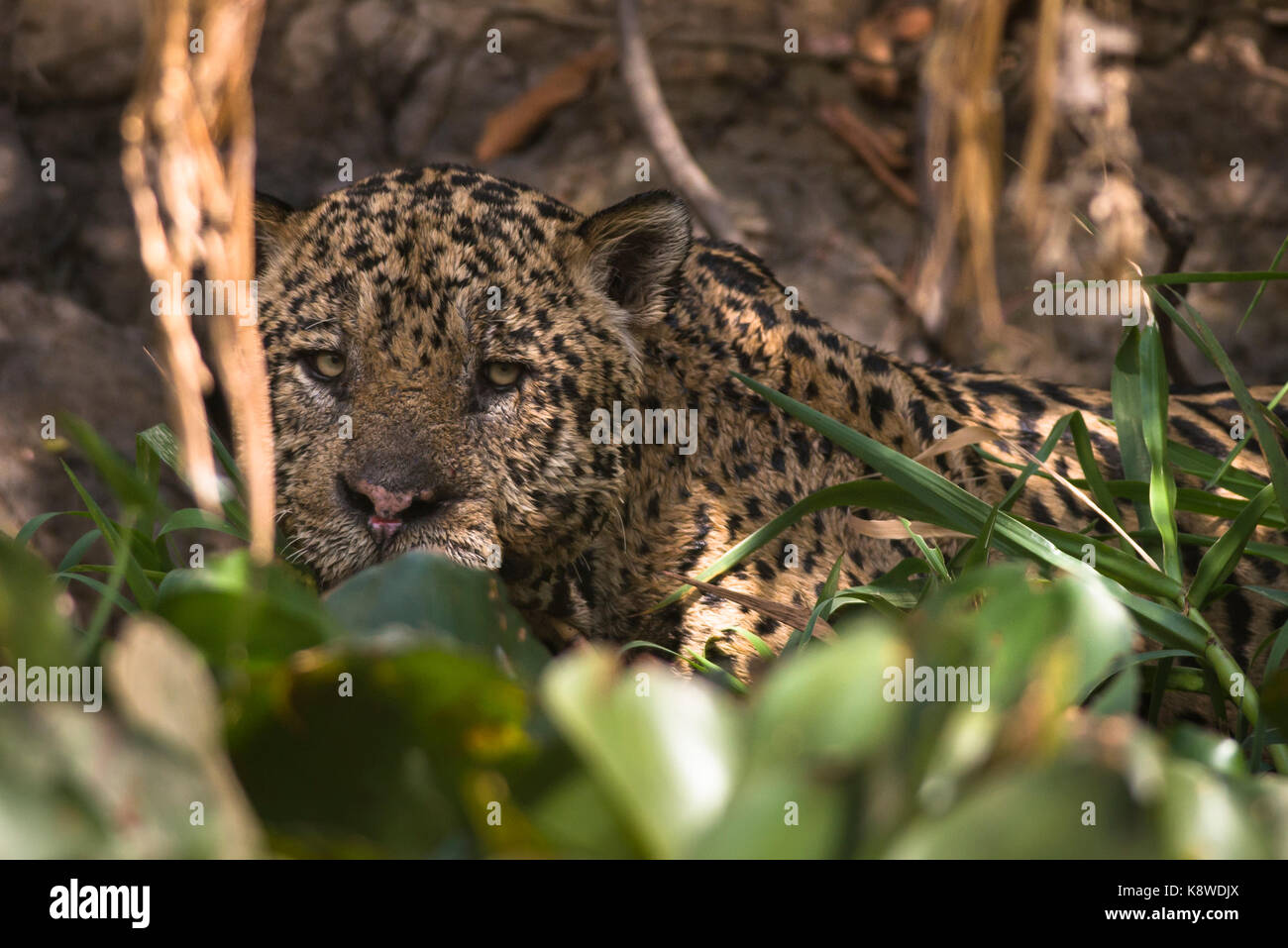 Un grande maschio Jaguar da Pantanal del Nord, Brasile Foto Stock