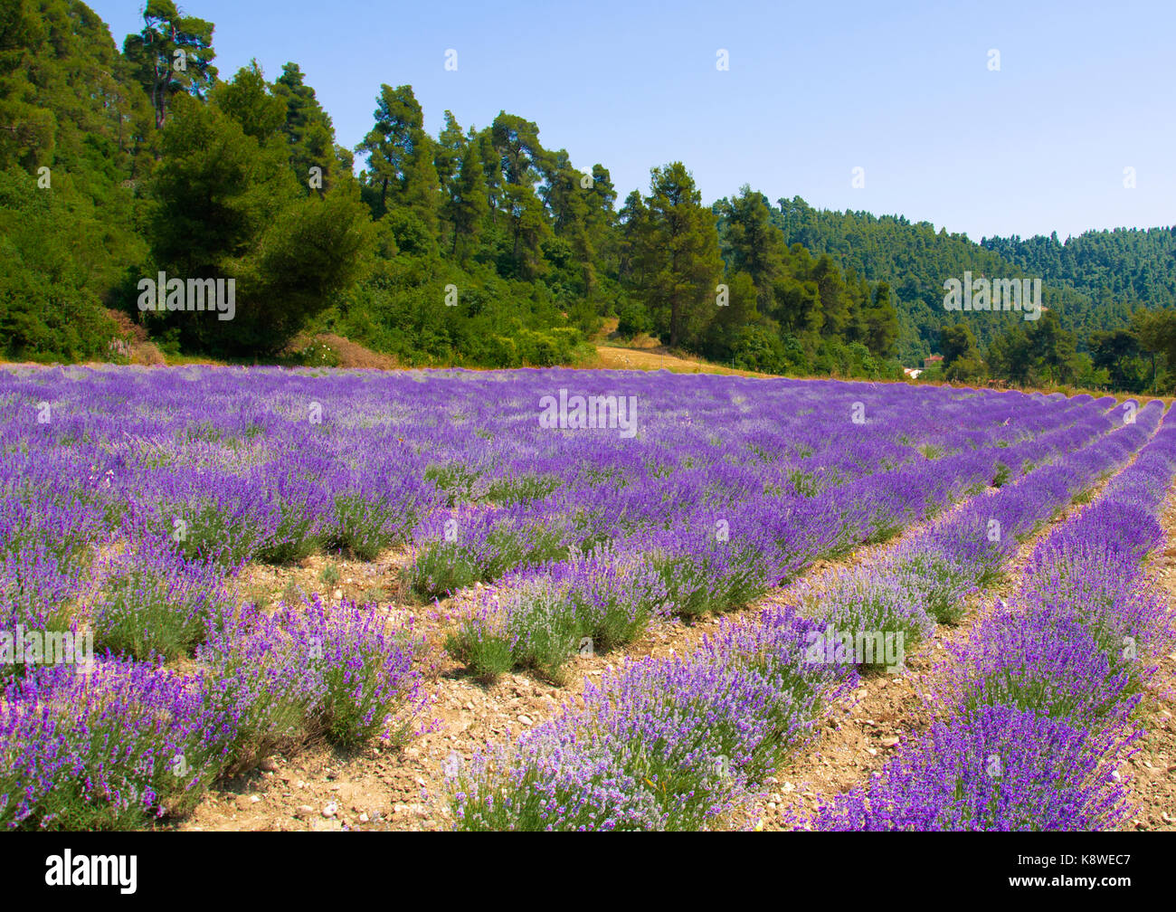 Campo con lanventer in Calcidica grecia Foto Stock