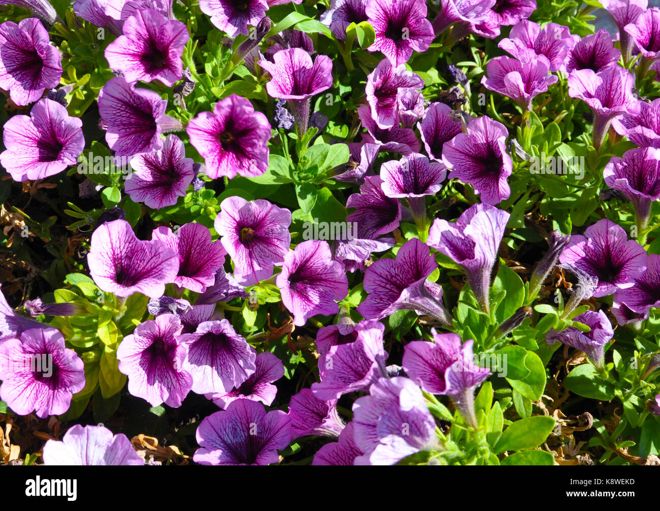 Viola x Petunia hybrida Foto Stock