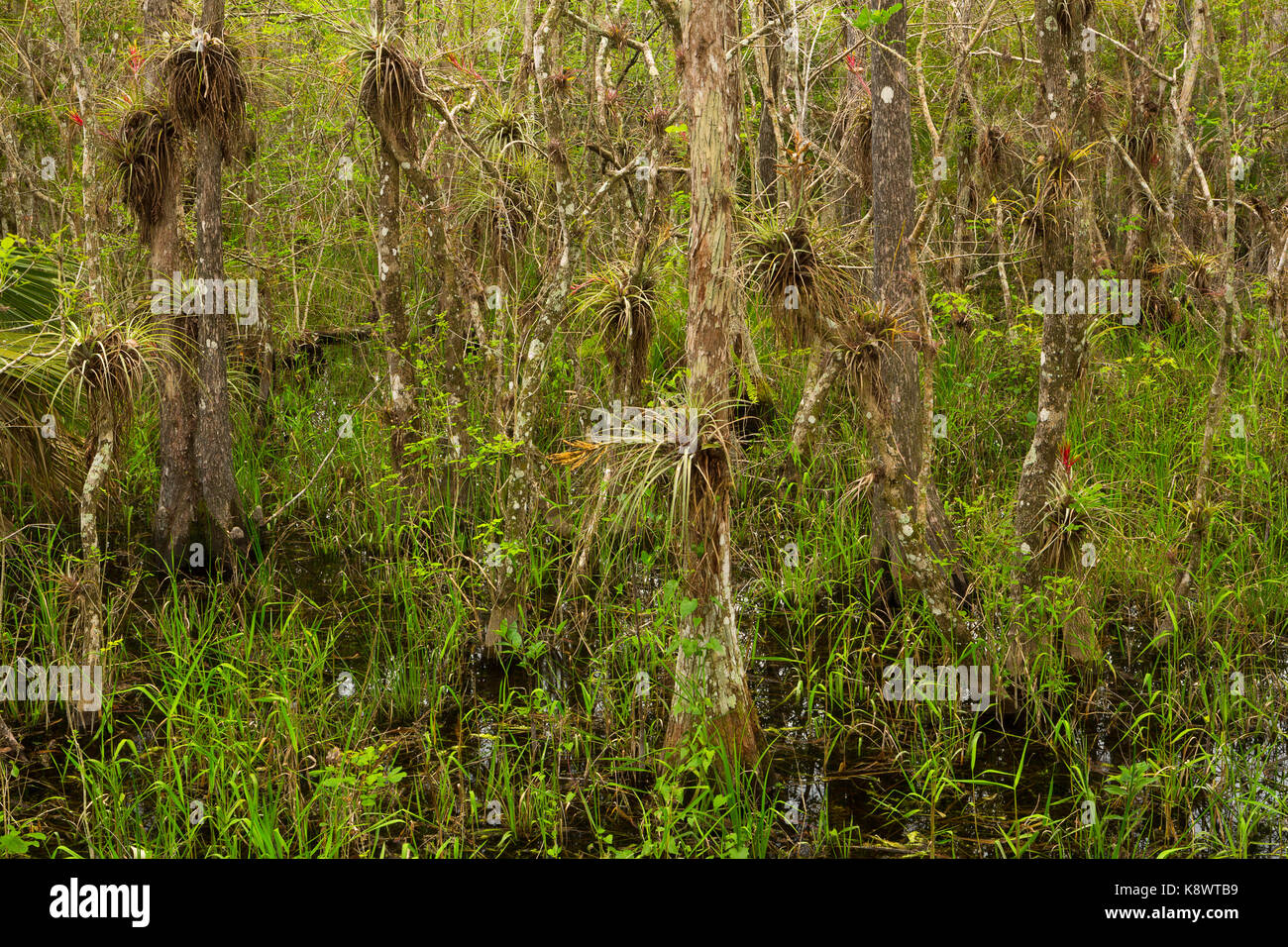 Epifite o aria cardinale piante di pino selvatico cresce su alberi di cipresso in Big Cypress National Preserve. florida. usa Foto Stock