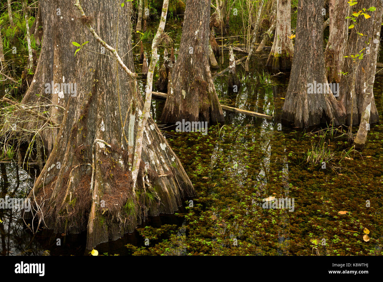 Una palude e cipressi in Big Cypress National Preserve. Florida. Stati Uniti d'America Foto Stock