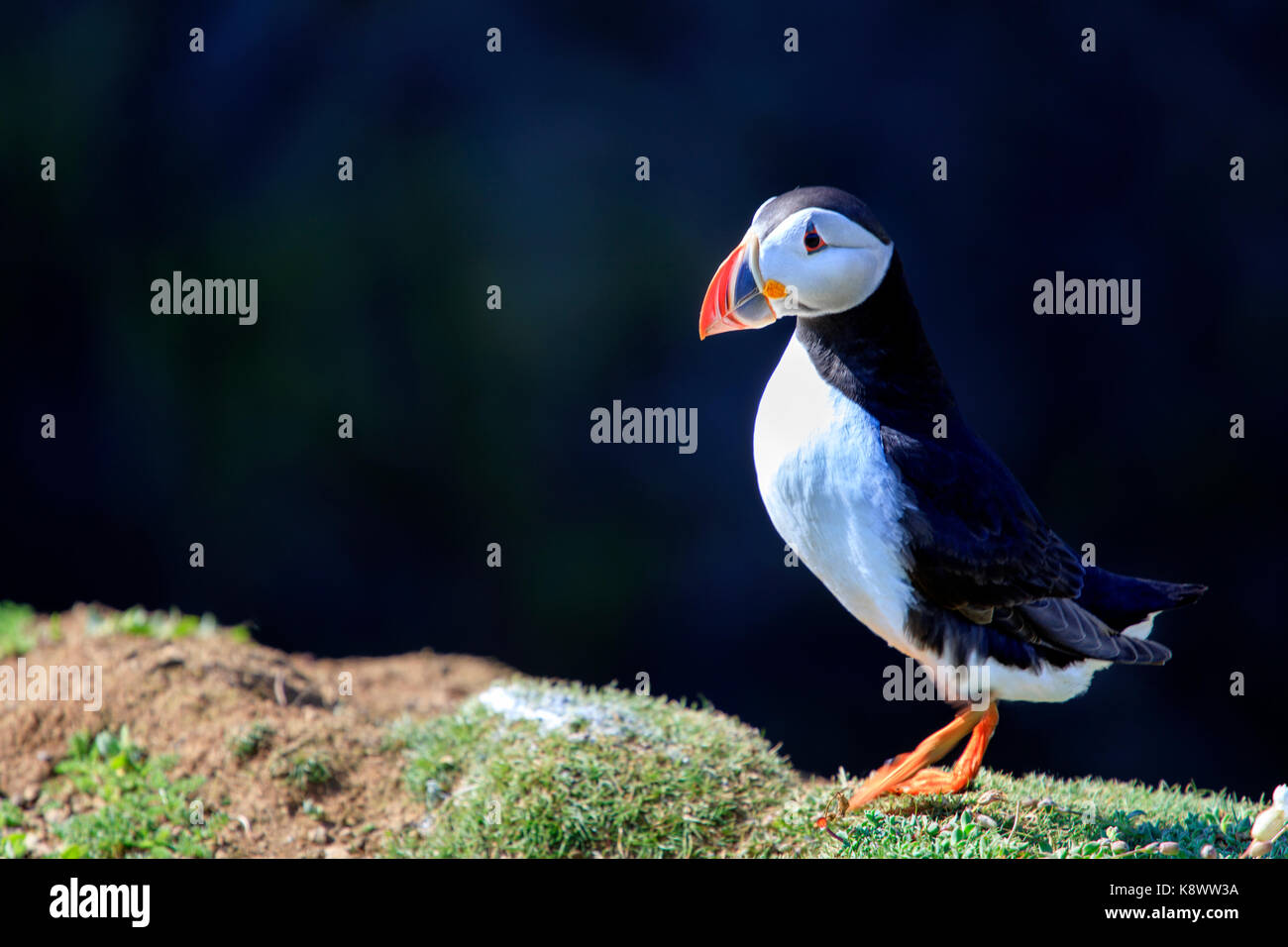 British Isles: Un singolo adulto Puffin Atlantico, Fratercola Artica, cammina attraverso il promontorio vicino al sito di nidificazione uccelli in una giornata calda. Foto Stock