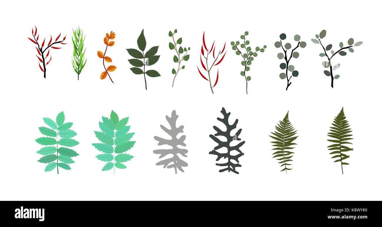 Elementi tropicali: agonis, eucalipto, annona, balata, zamiokulk Illustrazione Vettoriale