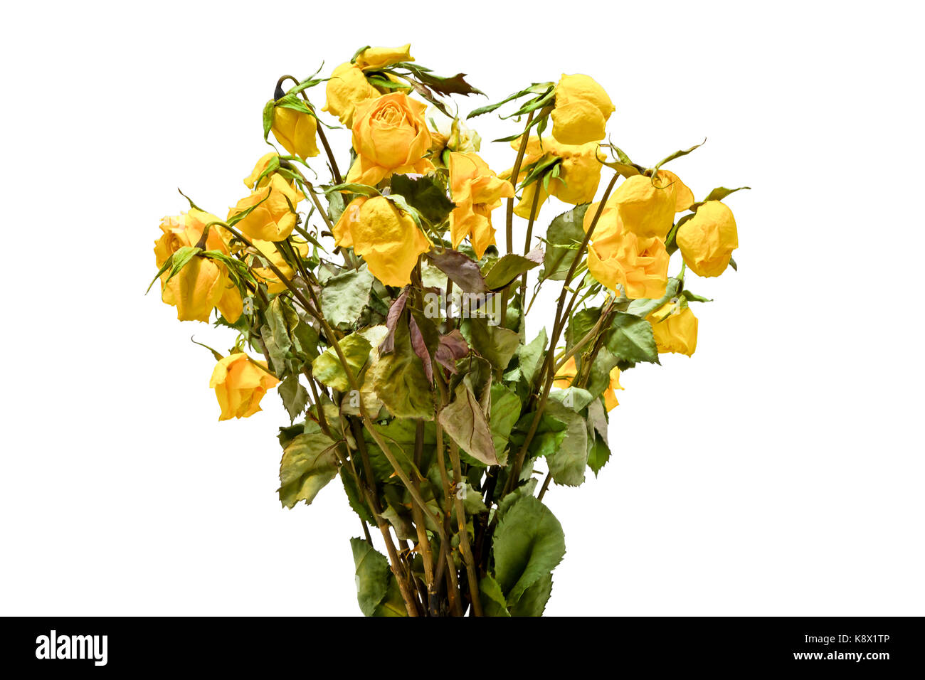 Bouquet di appassiti essiccati rose giallo. Foto Stock