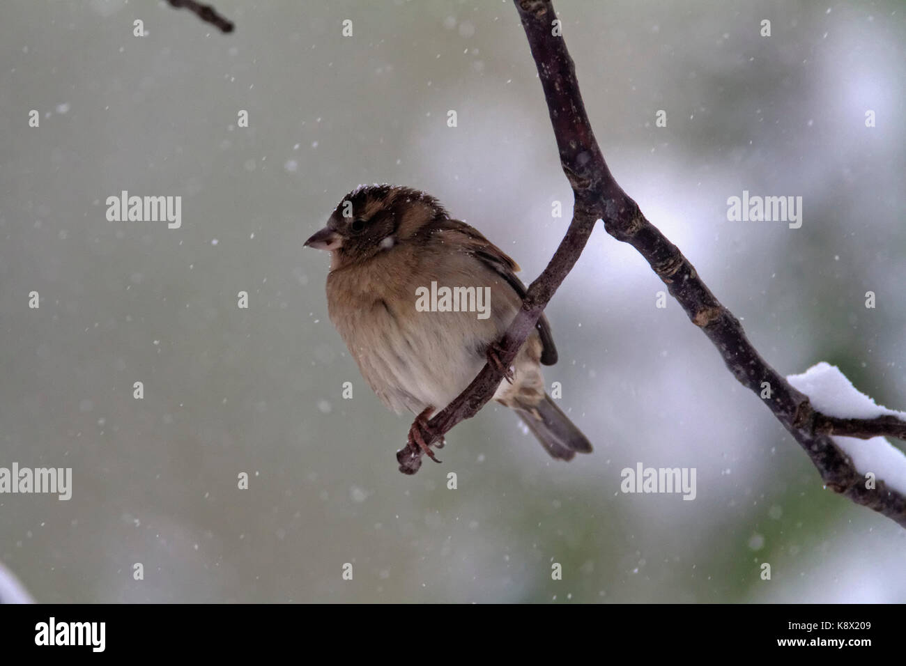Comune (fringuello Fringilla coelebs) in inverno Foto Stock