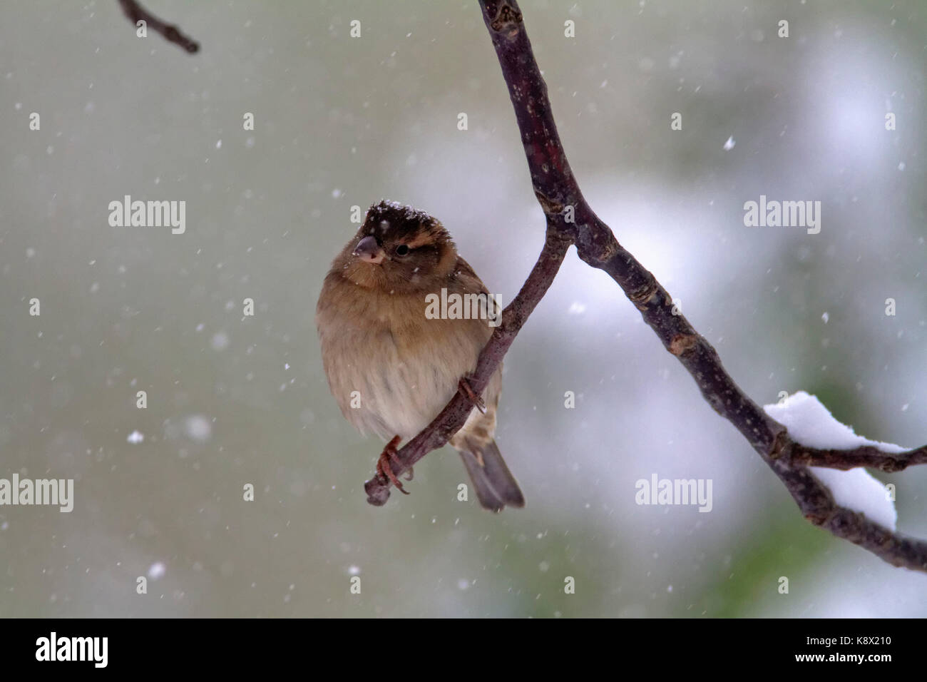 Chaffinch comune (Fringilla coelebs) in piedi sul ramo in inverno Foto Stock