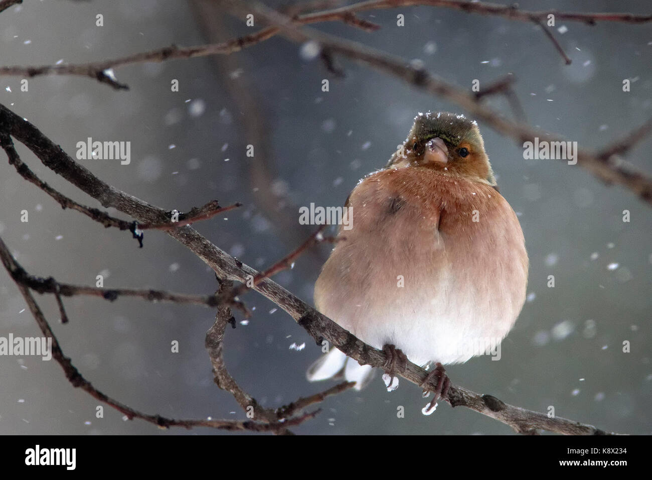 Chaffinch comune (Fringilla coelebs) in piedi sul ramo in inverno Foto Stock
