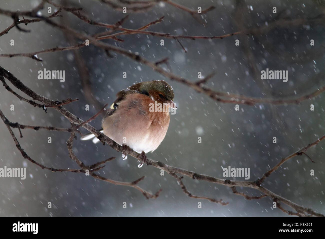 Chaffinch comune (Fringilla coelebs) in piedi sul ramo in inverno Foto Stock