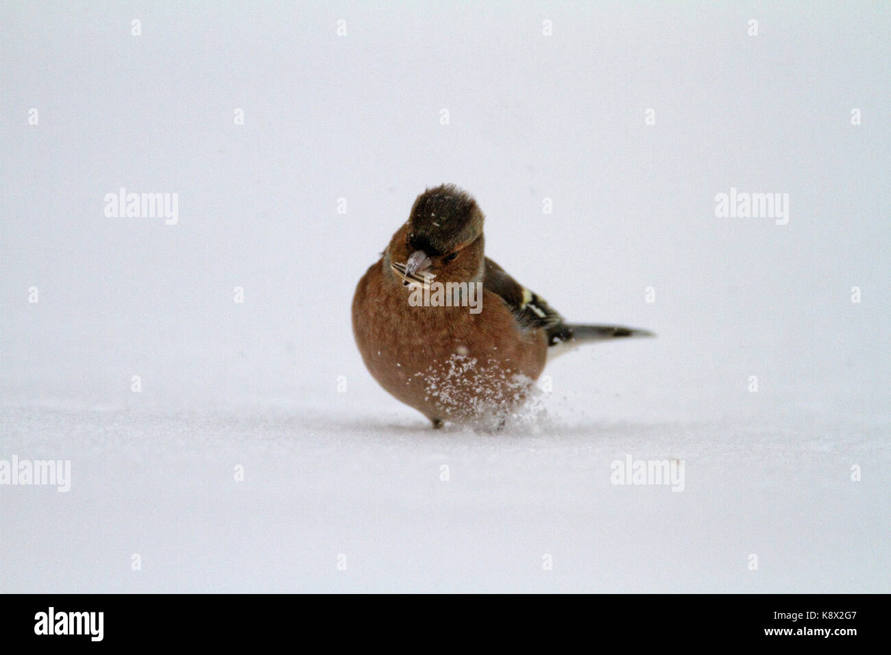 Comune (fringuello Fringilla coelebs) in inverno Foto Stock