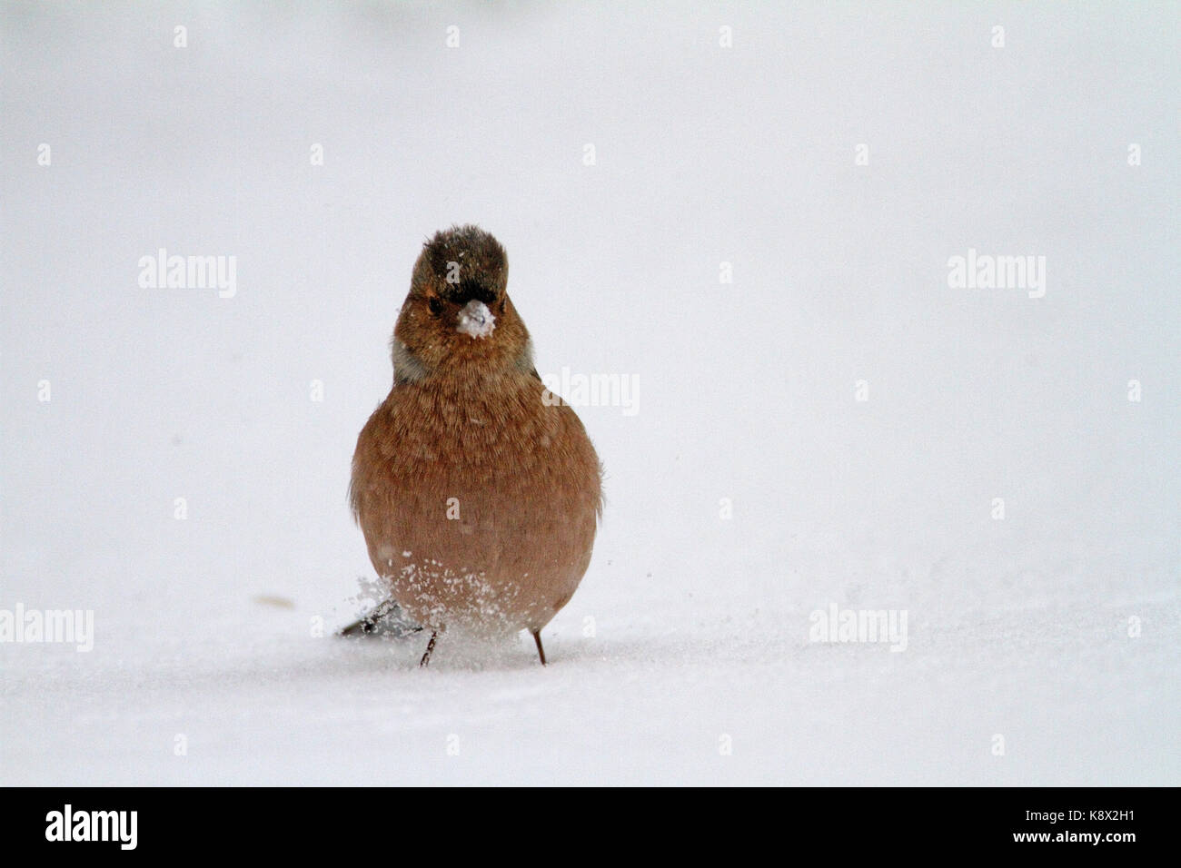 Comune (fringuello Fringilla coelebs) in inverno Foto Stock