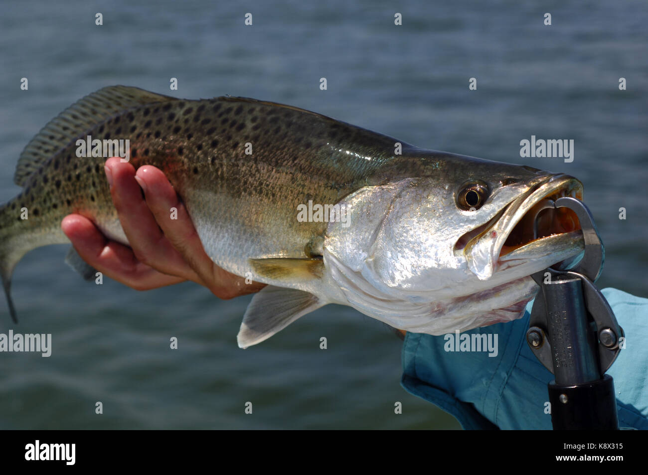 Un pescatore mantiene un macchiato della trota di mare o chiazzato trote catturati durante la pesca lagunare di zanzara Florida Foto Stock