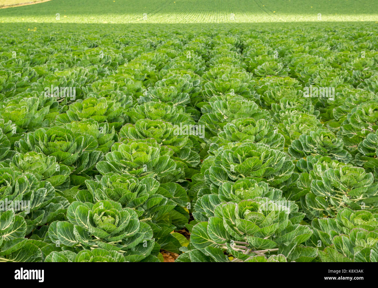 Primo piano di file di germogli di Bruxelles che crescono in un campo coltivato, East Lothian, Scozia, Regno Unito Foto Stock