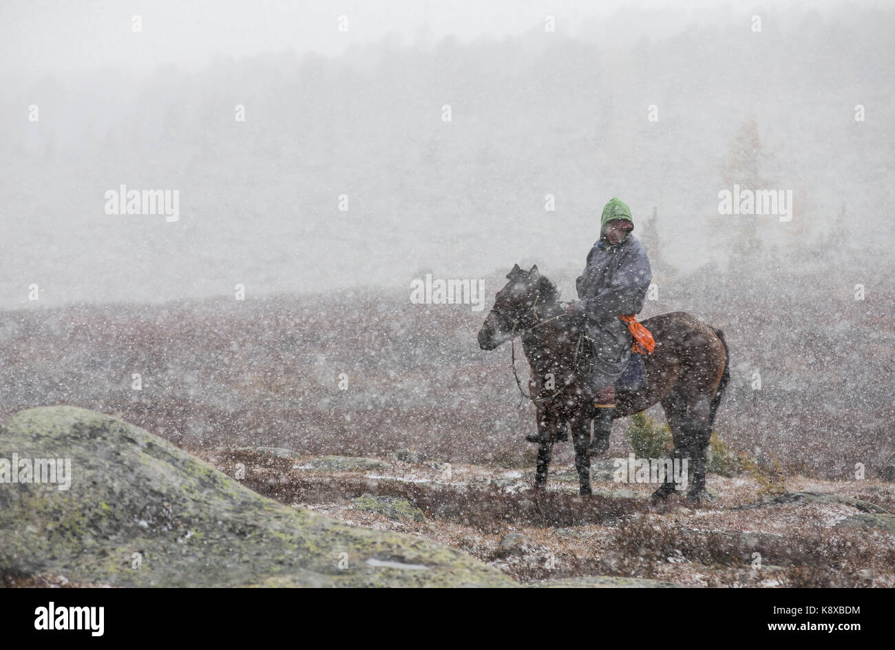 Il mongolo cavalieri con i loro cavalli in una tempesta di neve nel nord della Mongolia Foto Stock