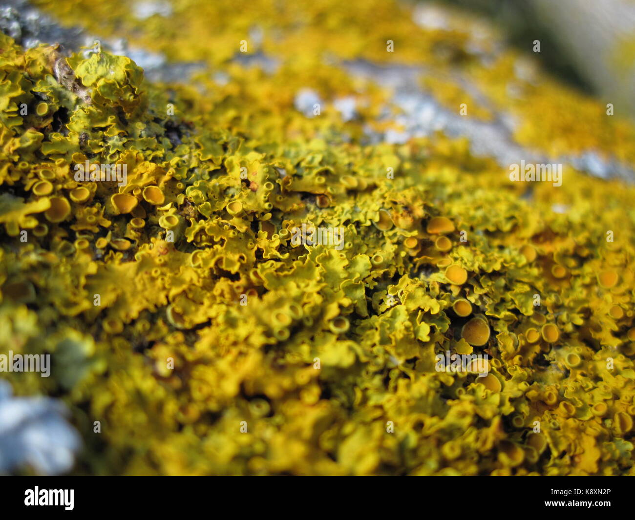 Liquens na natureza Foto Stock