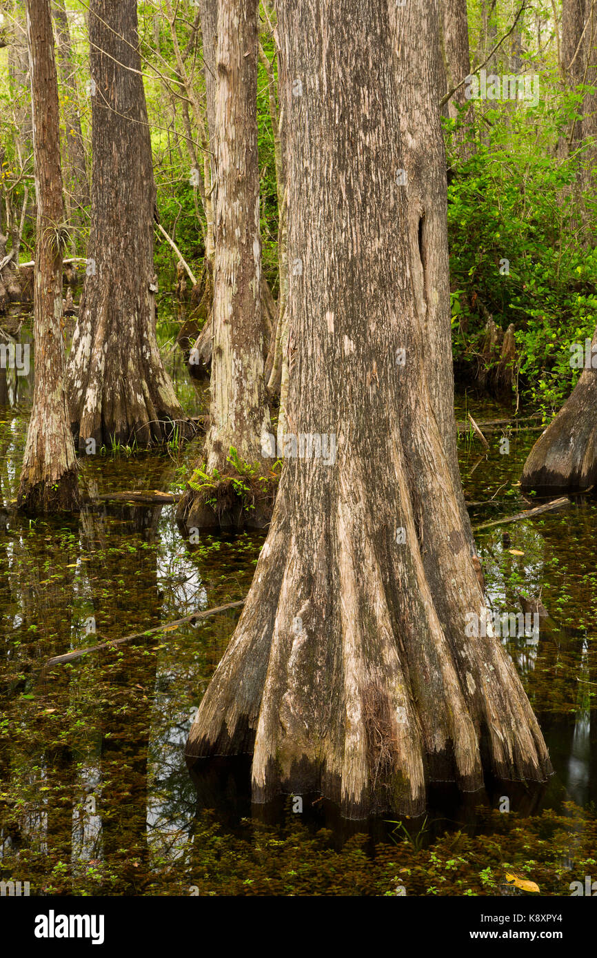 Una palude e cipressi in Big Cypress National Preserve. Florida. Stati Uniti d'America Foto Stock