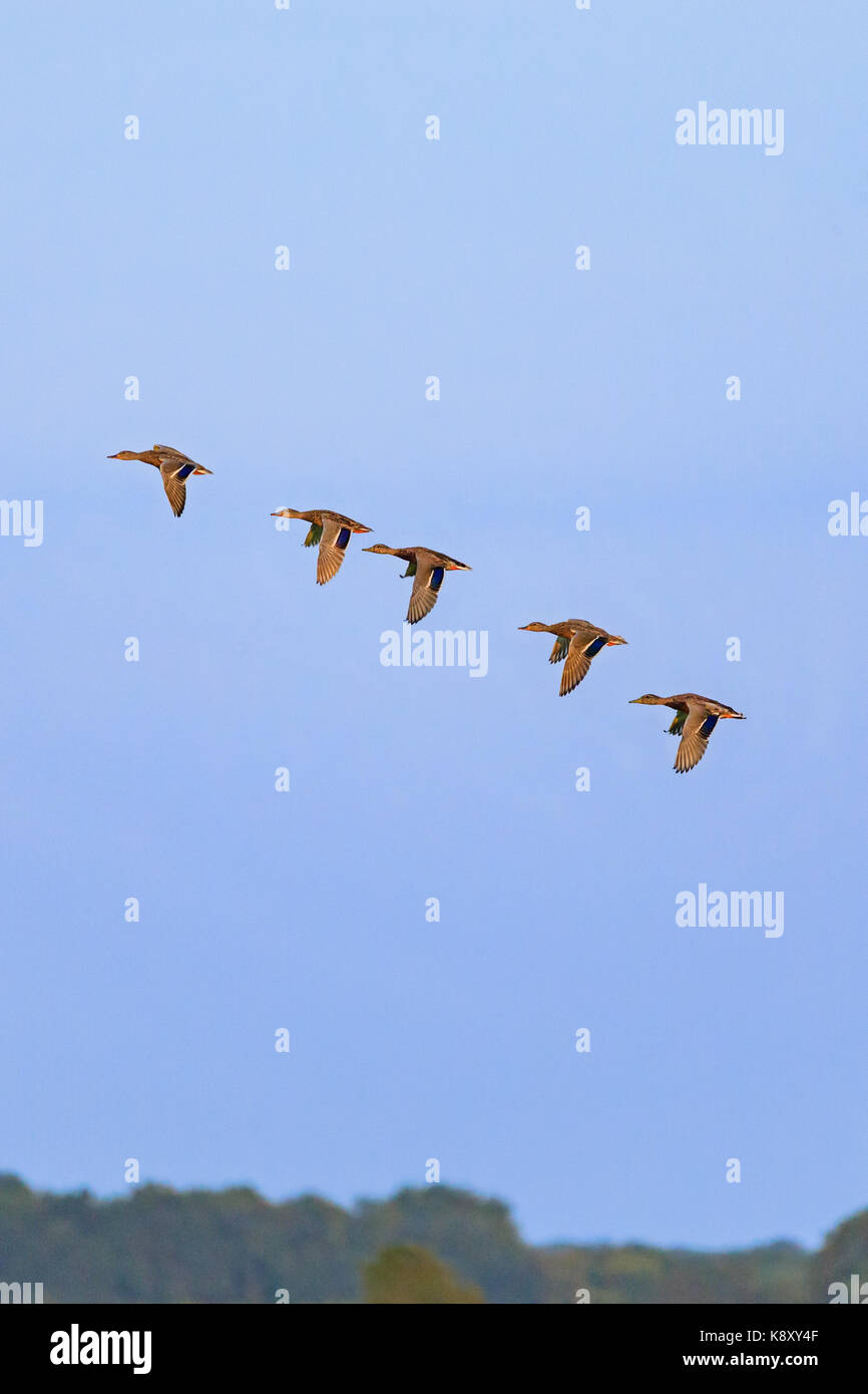 Un gregge di germano reale, Anas platyrhynchos, anatre volare in formazione nella manopola calva National Wildlife Refuge in bald manopola, Arkansas, settembre 2017. Foto Stock