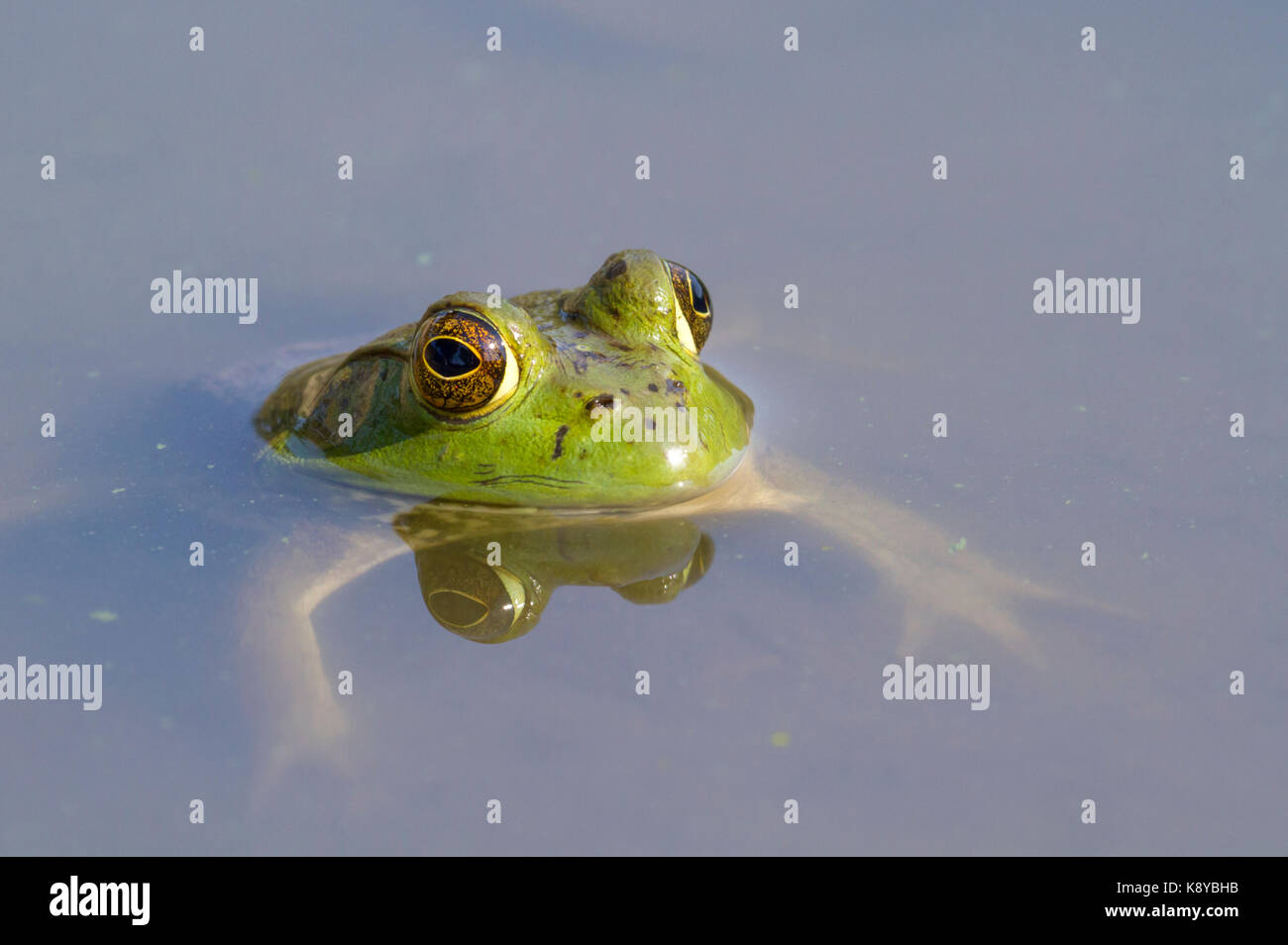 American bullfrog (Lithobates catesbeianus) battute al Parco Statale, Iowa, USA Foto Stock