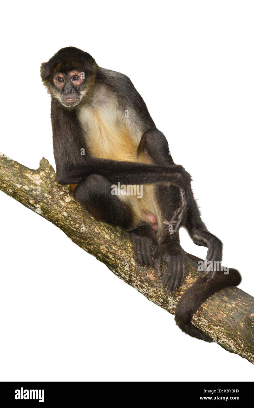 Geoffroy's spider monkey (Ateles geoffroyi) seduto sull'albero, intaglio, Belize, America Centrale Foto Stock