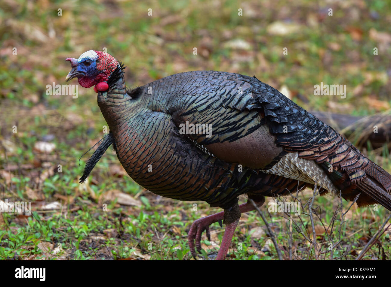 Orientale tom wild turchia (Meleagris gallopavo) nella primavera accoppiamento stagione passeggiate nella foresta. Foto Stock