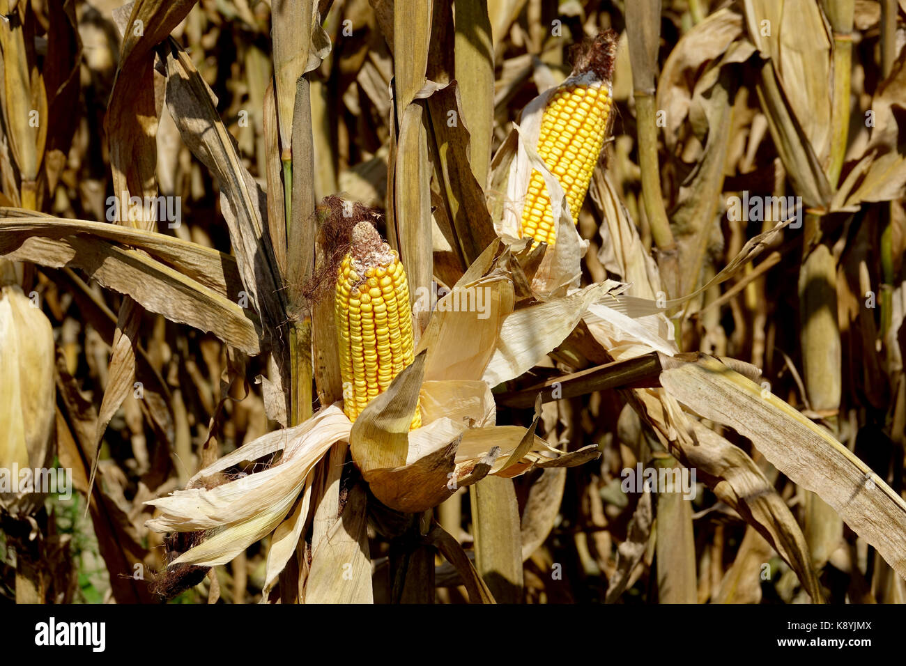 Il mais alimenta il mondo Foto Stock