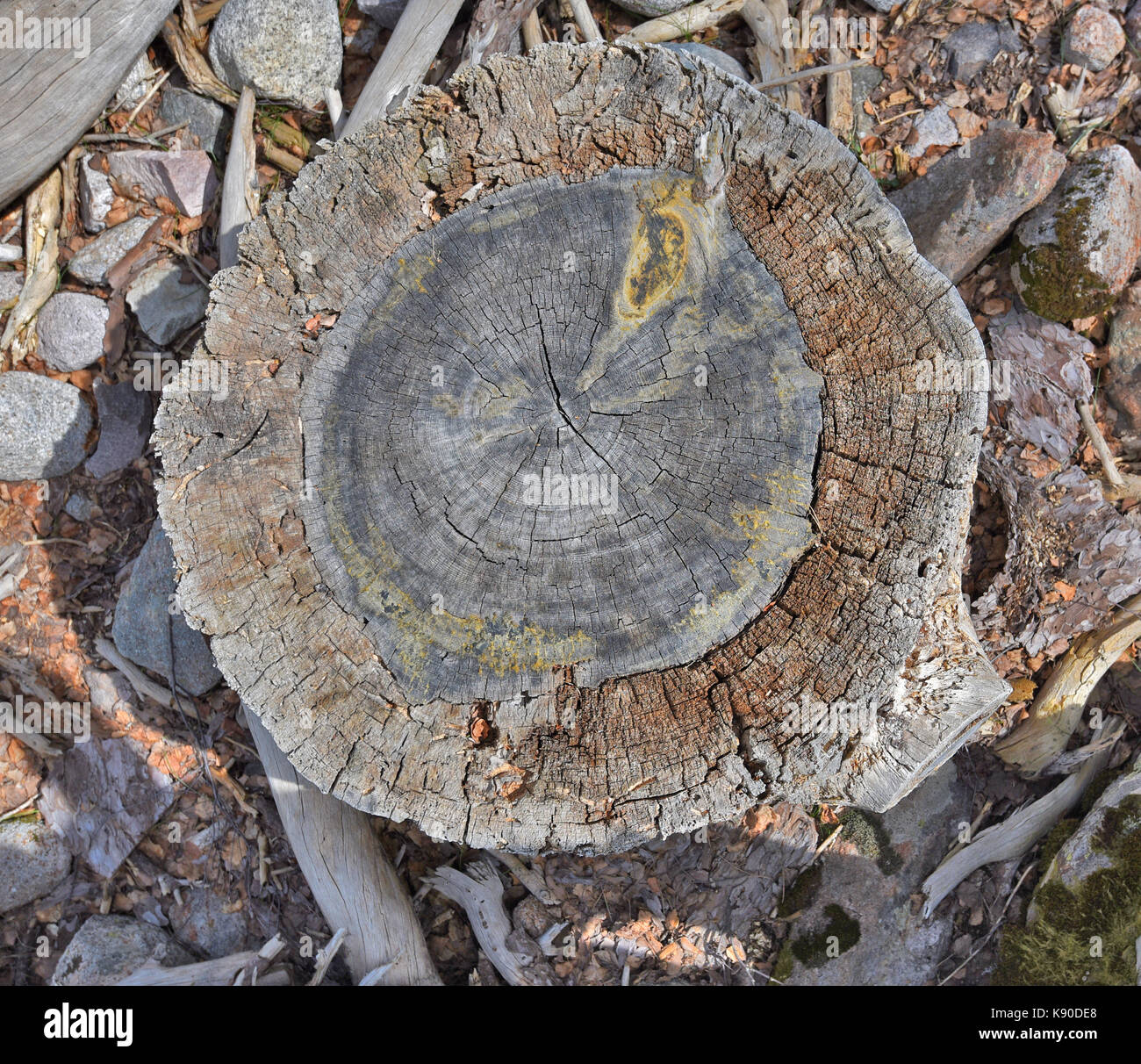 Il moncone del taglio di alberi di pino Foto Stock
