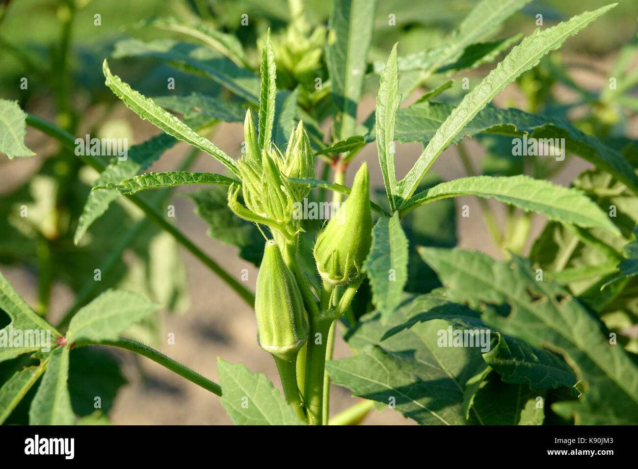 L'okra è correlato al cotone e una buona fonte di fibra Foto Stock