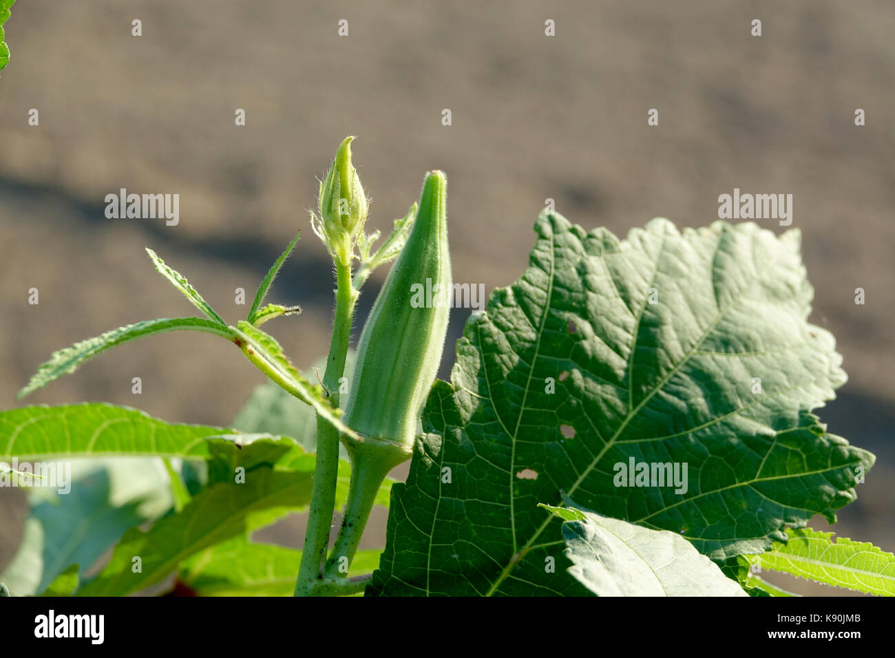 L'okra è correlato al cotone e una buona fonte di fibra Foto Stock