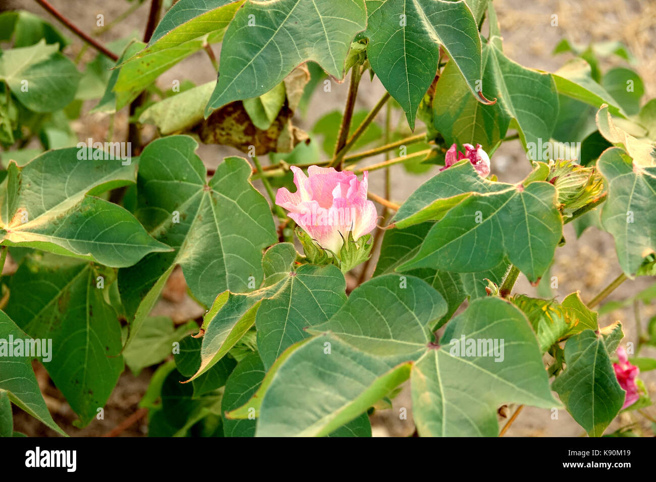 Il cotone produce un bel fiore rosa. Foto Stock