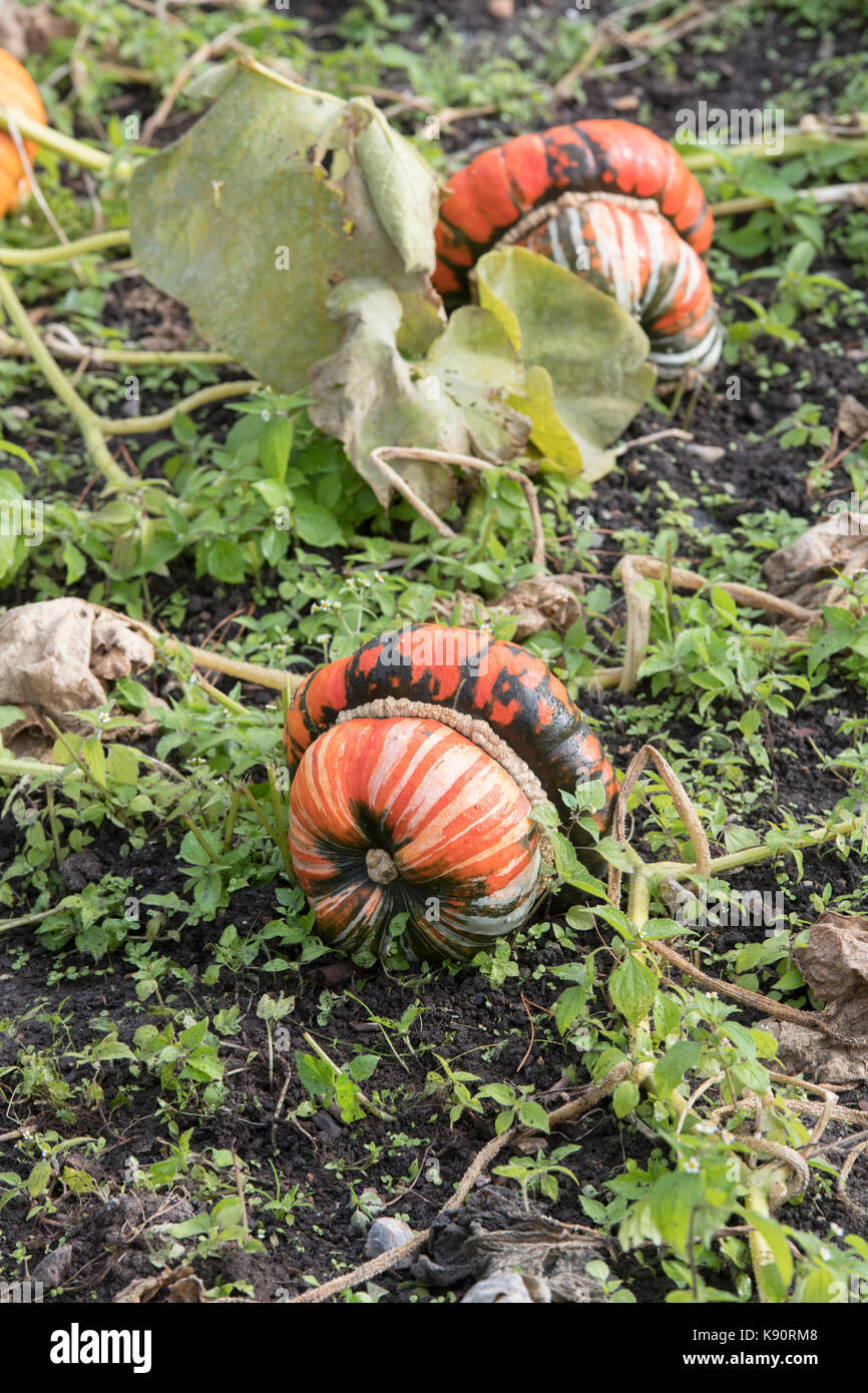 La Cucurbita maxima. I turchi Turban Squash sull'impianto. Regno Unito Foto Stock