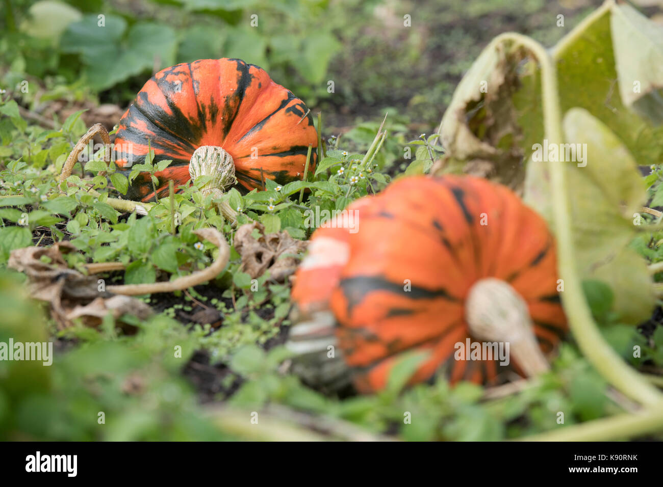 La Cucurbita maxima. I turchi Turban Squash sull'impianto. Regno Unito Foto Stock