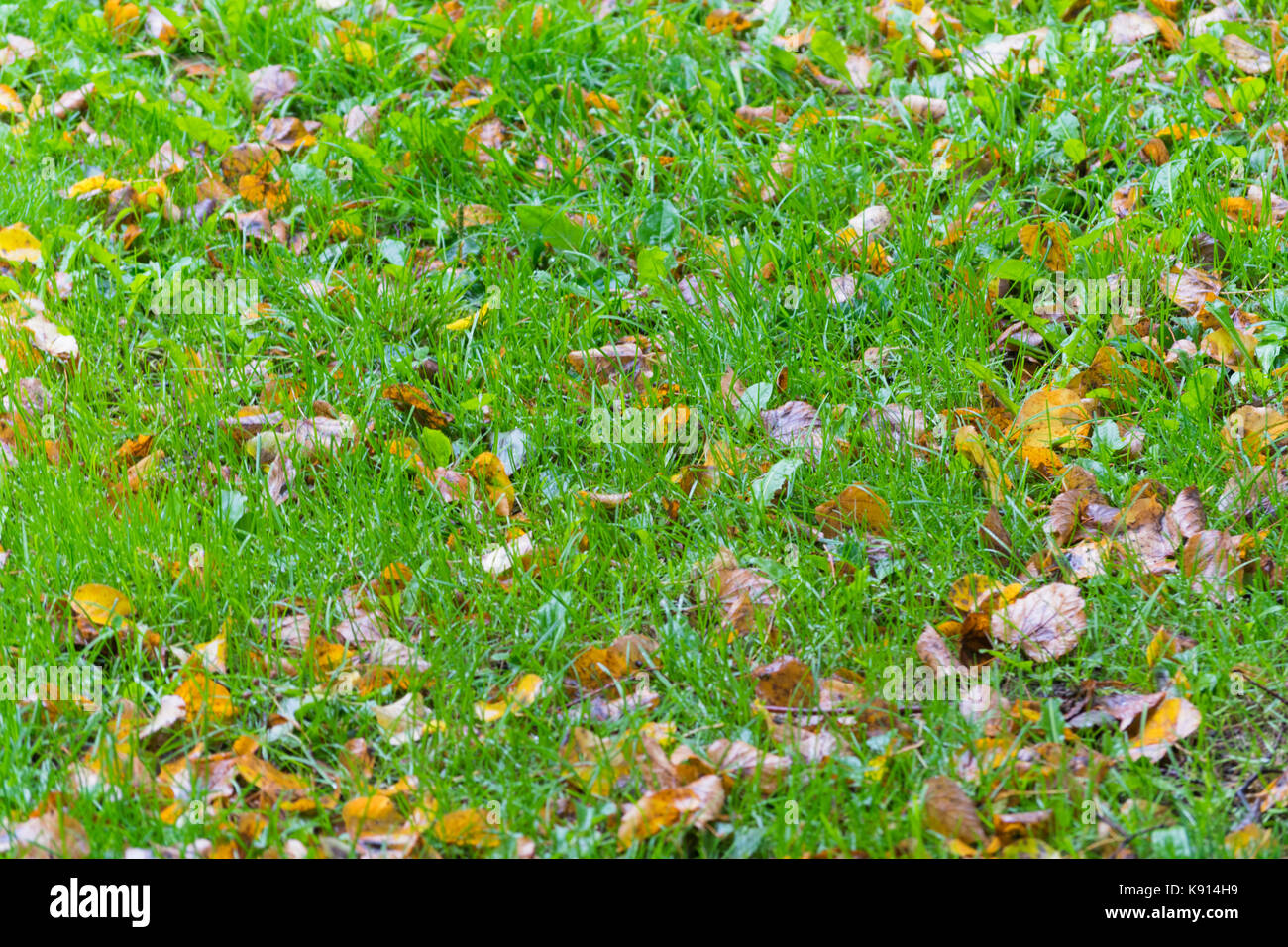 Natura 2000 Osiek, Polonia, l'Europa. Xx Settembre, 2017. Uno degli ultimi giorni di estate 2017. Per una dozzina di ore, piove intensamente, fresco di giorno e anche il freddo e la nebbia è la formazione. I primi segni di autunno appaiono in alberi modificando il colore delle foglie che cadono. Inevitabilmente avvicinando caduta del 2017. Credito: w124merc/Alamy Live News Foto Stock