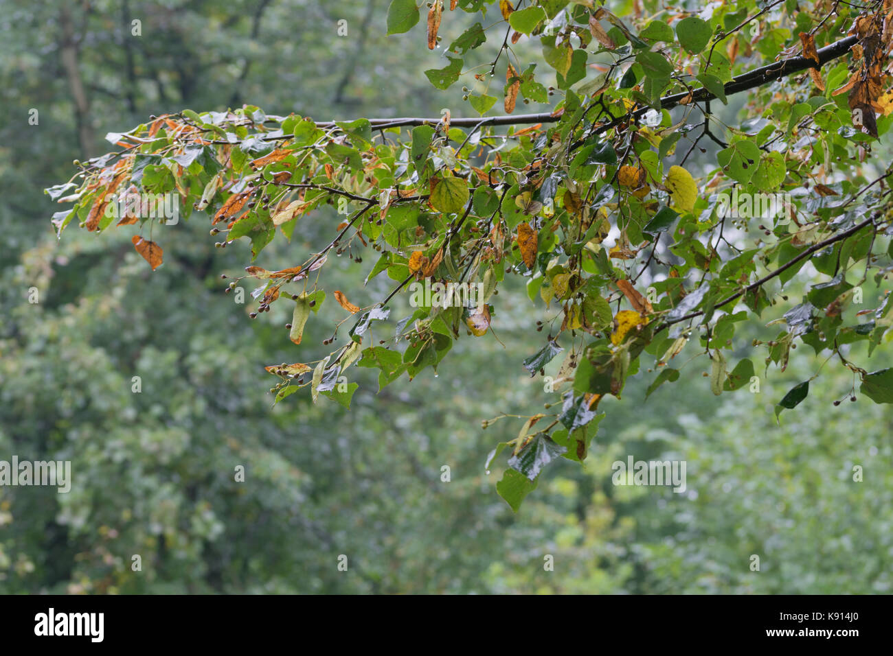 Osiek, Polonia. Xx Settembre, 2017. Uno degli ultimi giorni di estate Natura 2000 Osiek, Polonia, l'Europa. 2017. Per una dozzina di ore, piove intensamente, fresco di giorno e anche il freddo e la nebbia è la formazione. I primi segni di autunno appaiono in alberi modificando il colore delle foglie che cadono. Inevitabilmente avvicinando caduta del 2017. Credito: w124merc/Alamy Live News Foto Stock