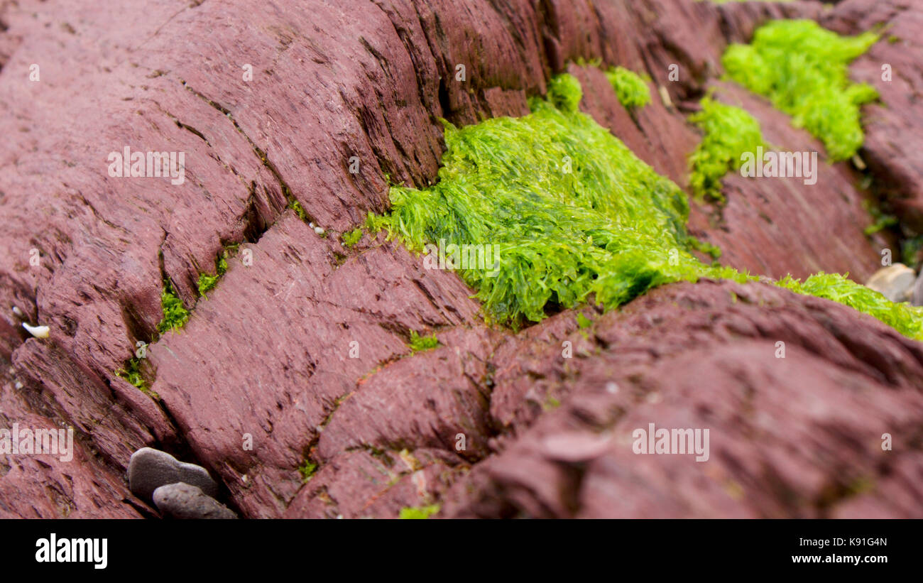 Piscine di roccia come il mare ritiri, revealling rock e piante Foto Stock