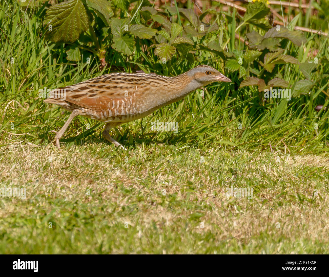 Re di quaglie ( Crex crex ) fotografia sulla isola di iona Isle of Mull western scotland isole britanniche Foto Stock