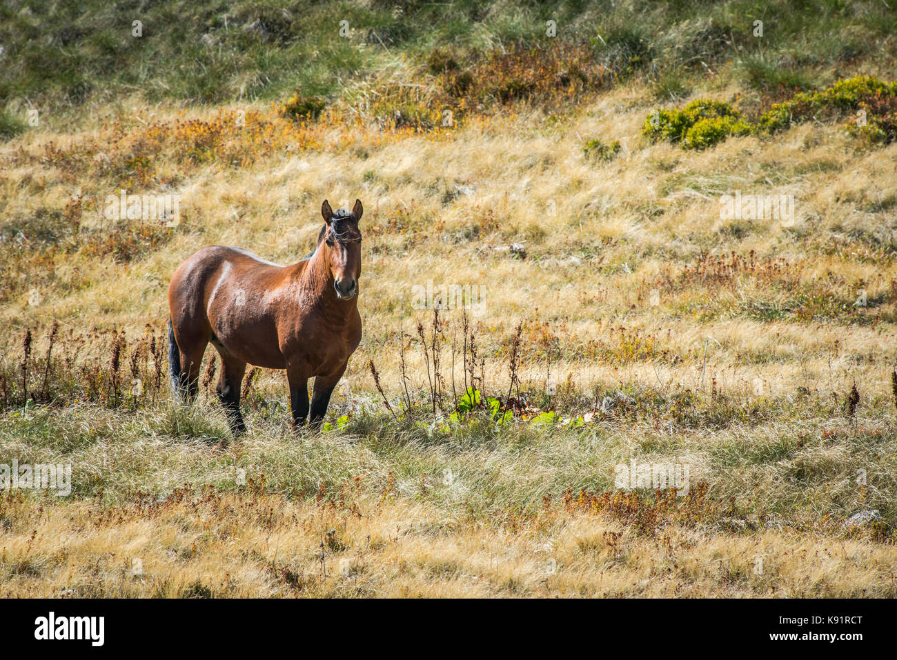 Wild Horse pascolano onMt Jahorina in Bosnia centrale Cavalli selvaggi sono spesso viste sul paesaggio bosniaca e attraggono turisti ed escursionisti. Foto Stock