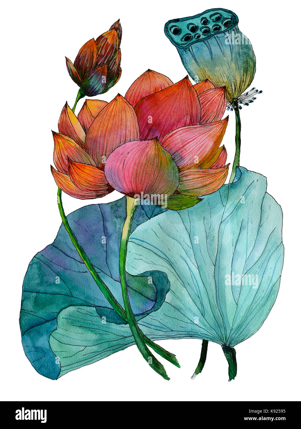 Acquerello originale pittura di piante acquatiche di lotus Foto Stock